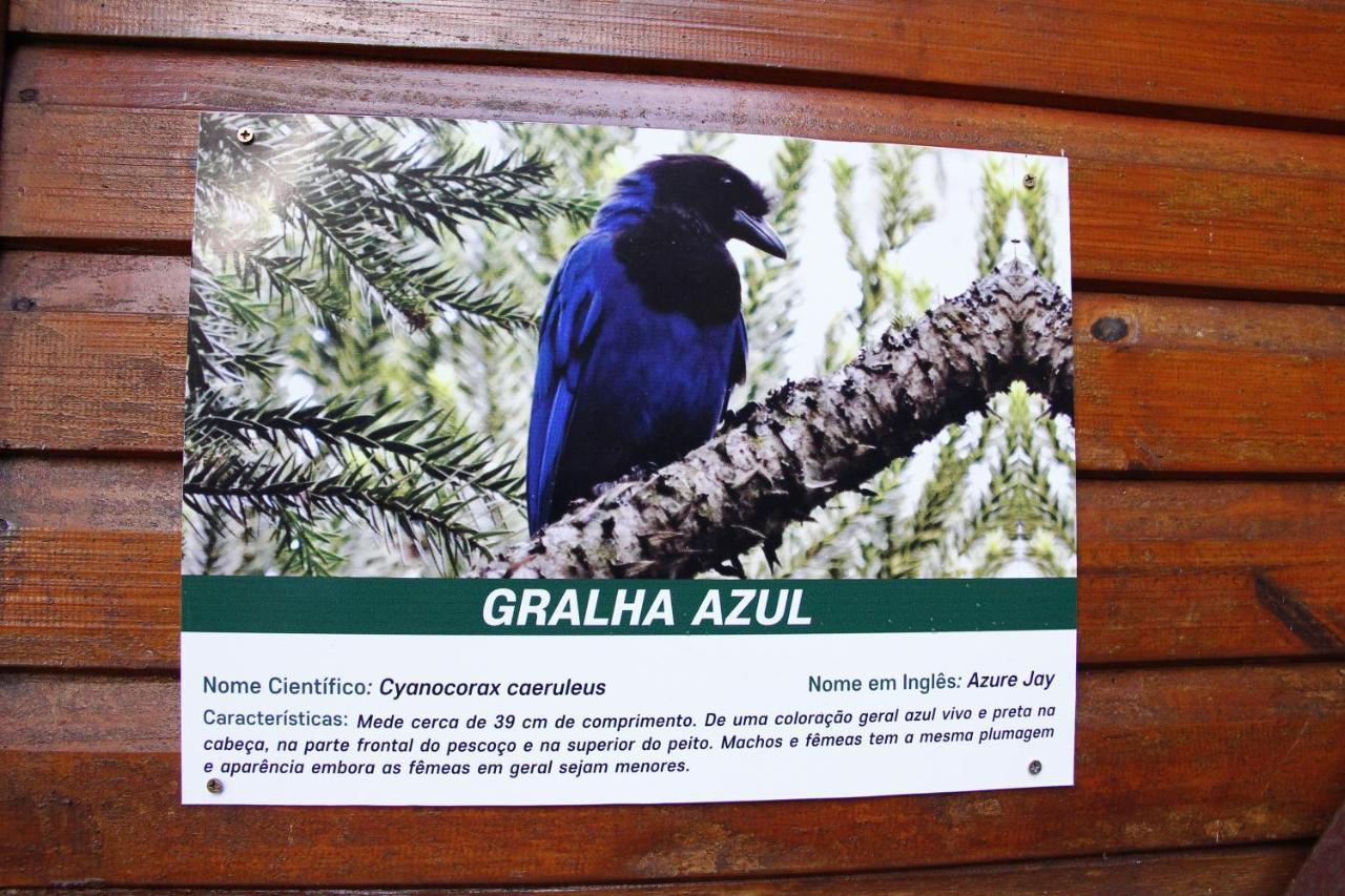 Recanto Da Mata Pousada São Francisco de Paula Dış mekan fotoğraf